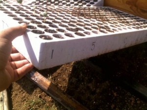 celltraynumbering Cell tray numbering