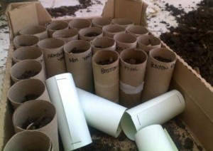 planting tubes An alternative to pots, using toilet rolls or home made tubes that can be planted with the seedling. The roll biodegrades and transplanting does not set the seedling back.