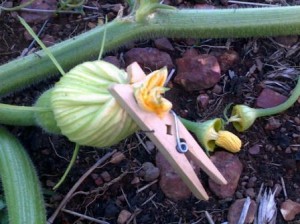 Female flower is closed again after pollination. Spent male flowers are discarded behind. It's always good to use at least two male flowers per pollination. 