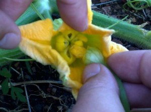 The male flower has been stripped of it's petals and is being used as a paint brush to transfer pollen. The male flower has been stripped of it's petals and is being used as a paint brush to transfer pollen.