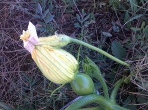 Male flower attached to female with a peg, the evening before pollination Male flower attached to female with a peg, the evening before pollination