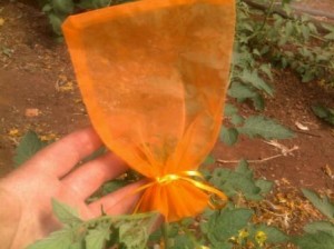 blossombagging Blossoms bagged with an organza bag, any colour will do.