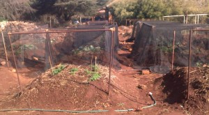 carrot cages Cages for isolating different carrot strains