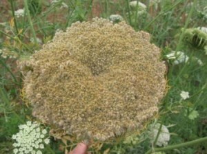 A carrot "King flower" ready for harvest.