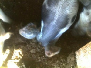 piginstable Rooting down for a mielie pip