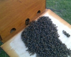 It was going to be a cold spring evening (2009) so I helped the swarm in.