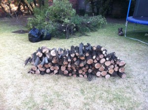 Part of the wood used to trade for our seed. Part of the wood used to trade for our seed.