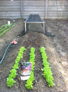 Bird-proofing the veggies. Two kinds of lettuce in the foreground.