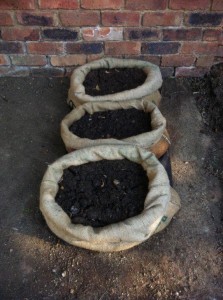 Seed potatoes have been planted into very cool hessian coffee bags. I think a few more would be in order. Seed potatoes have been planted into very cool hessian coffee bags. I think a few more would be in order.