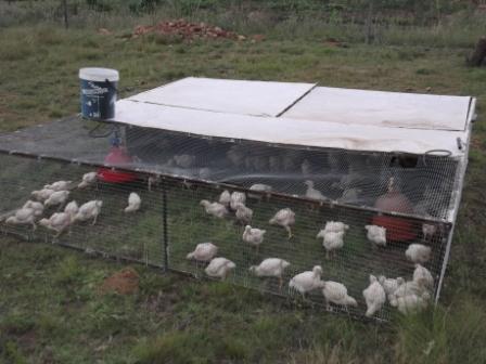 Three week old broilers enjoying the sun and grass Three week old broilers enjoying the sun and grass