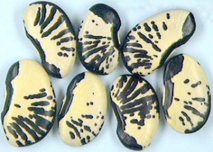 Stunningly striped Zebra Lima beans.