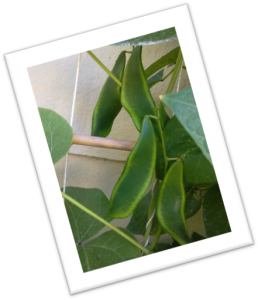 Ripening pods of the Hereboontjie. The pods are inedible, it's the delicious beans inside that you are after