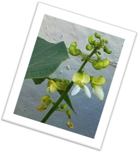 A flower spike of the hereboontjie plant