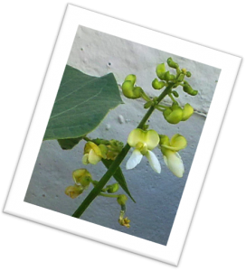 A flower spike of the hereboontjie plant A flower spike of the hereboontjie plant