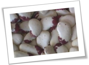 Madagascar Lima Beans, originally donated to Livingseeds by Ken Reid