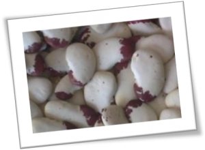 Madagascar Lima Beans, originally donated to Livingseeds by Ken Reid Madagascar Lima Beans, originally donated to Livingseeds by Ken Reid