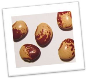 The recently renamed Potato Lima bean The recently renamed Potato Lima bean