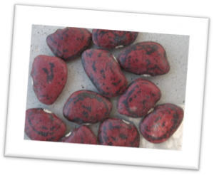 Persian Lima Beans Persian Lima Beans