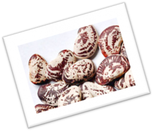 Christmas Lima Beans Christmas Lima Beans