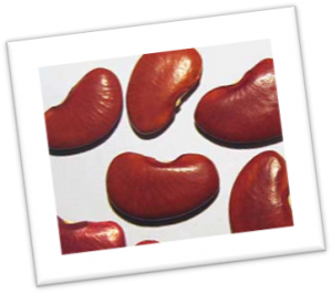 Beautiful in it's red/brown coat, "Brown Lima beans" Beautiful in it's red/brown coat, "Brown Lima beans"