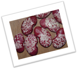 Another variation of the Madagascar Lima Bean Another variation of the Madagascar Lima Bean