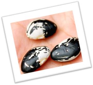Patani Lima beans in black and white Patani Lima beans in black and white