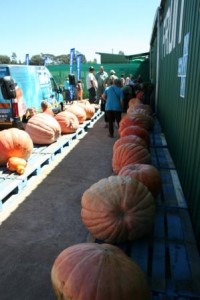 In total 48 Giant Pumpkins were entered.