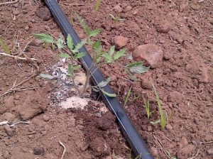 5 week old tomato seedling with NGP Soil Build around the base.