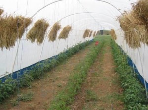 Tunnel with about 300 heirllom tomato plants. Sheaves of wheat are drying waiting to be threshed.