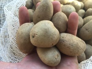 Carisma_Seed_Potatoes