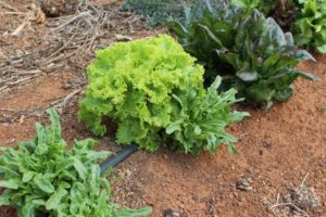 Mixed lettuce look great in the garden and on your plate.