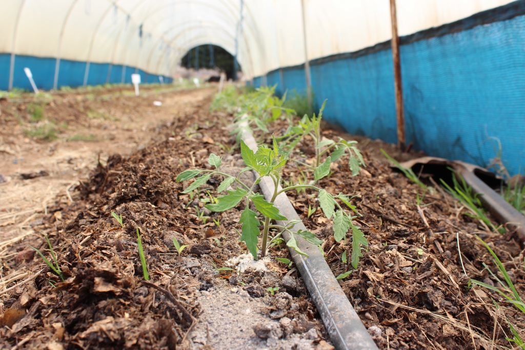 Looking down a newly planted line of tomato seedlings.