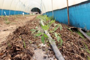 tomato_seedlings