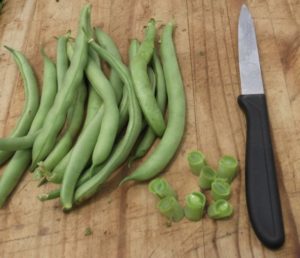 Tender Delight Bush beans a real winner in the garden