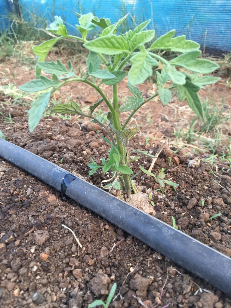 An heirloom tomato seedling flourishing with drip irrigation.