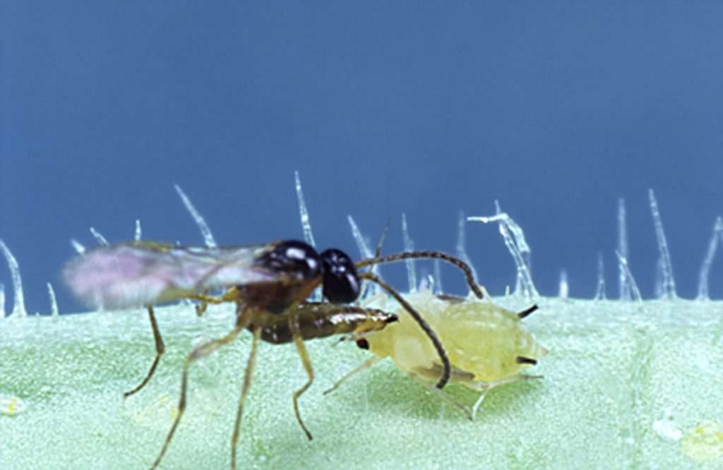 Aphidius parasitic wasp laying an egg in an aphid