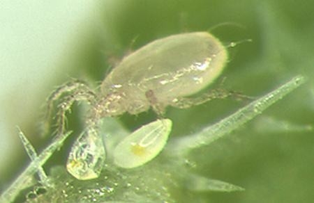 Predatory Swirskii mite busy sucking the juices out of a two spotted mite. (Red Spider mite) 