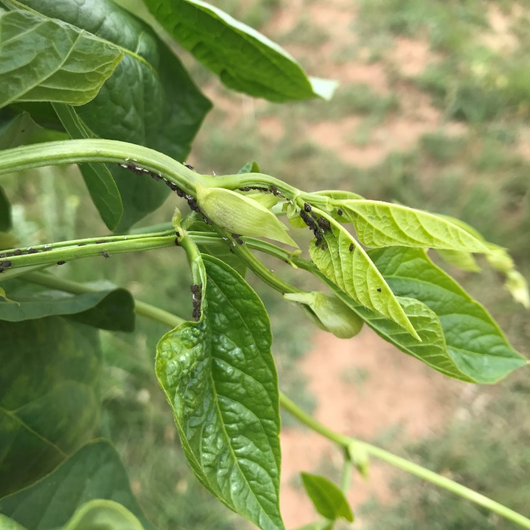 Black bean aphids carry Bean Mosaic Virus from one one from to another.