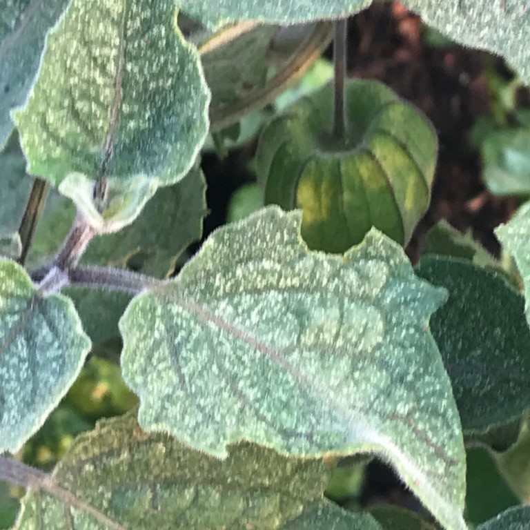 Gooseberry plant showing a severe Red Spider Mite infestation