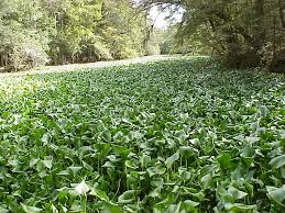 Water hyacinth blocking light and starving water of oxygen